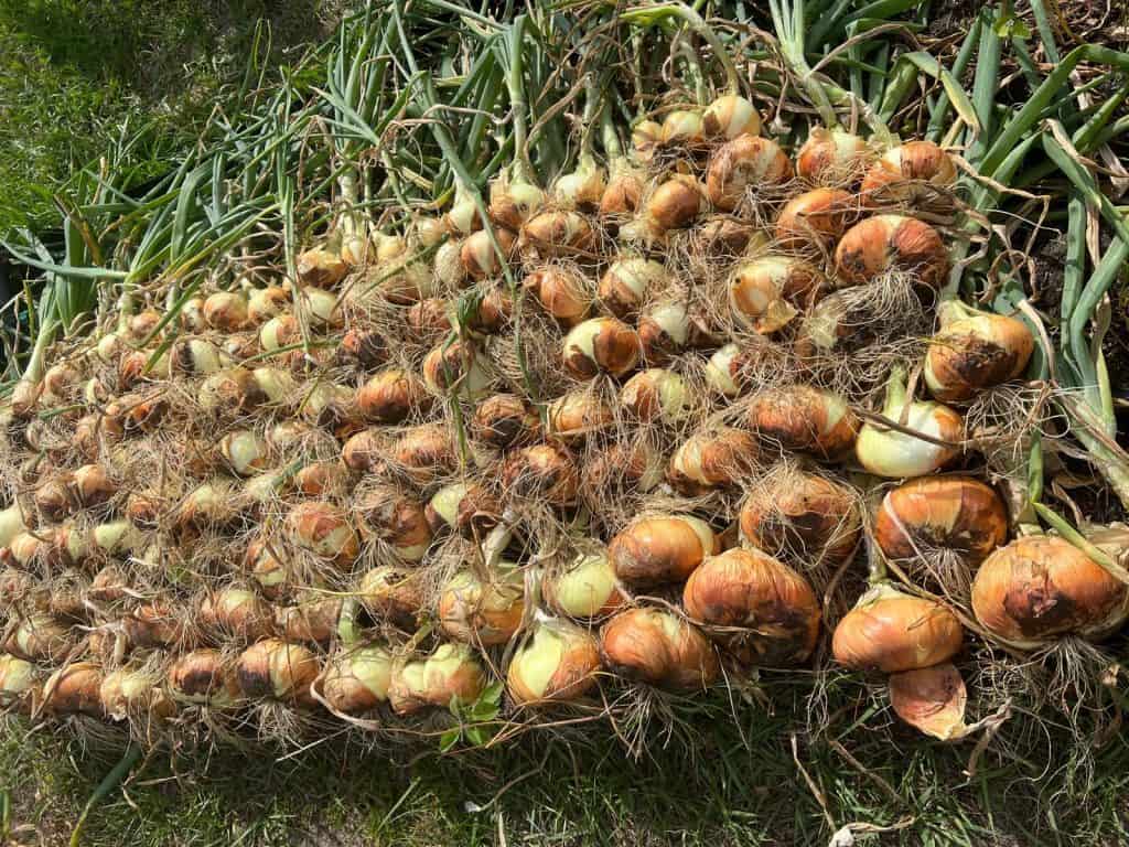 25910010-2712-4550-9560-b07b3742dd79