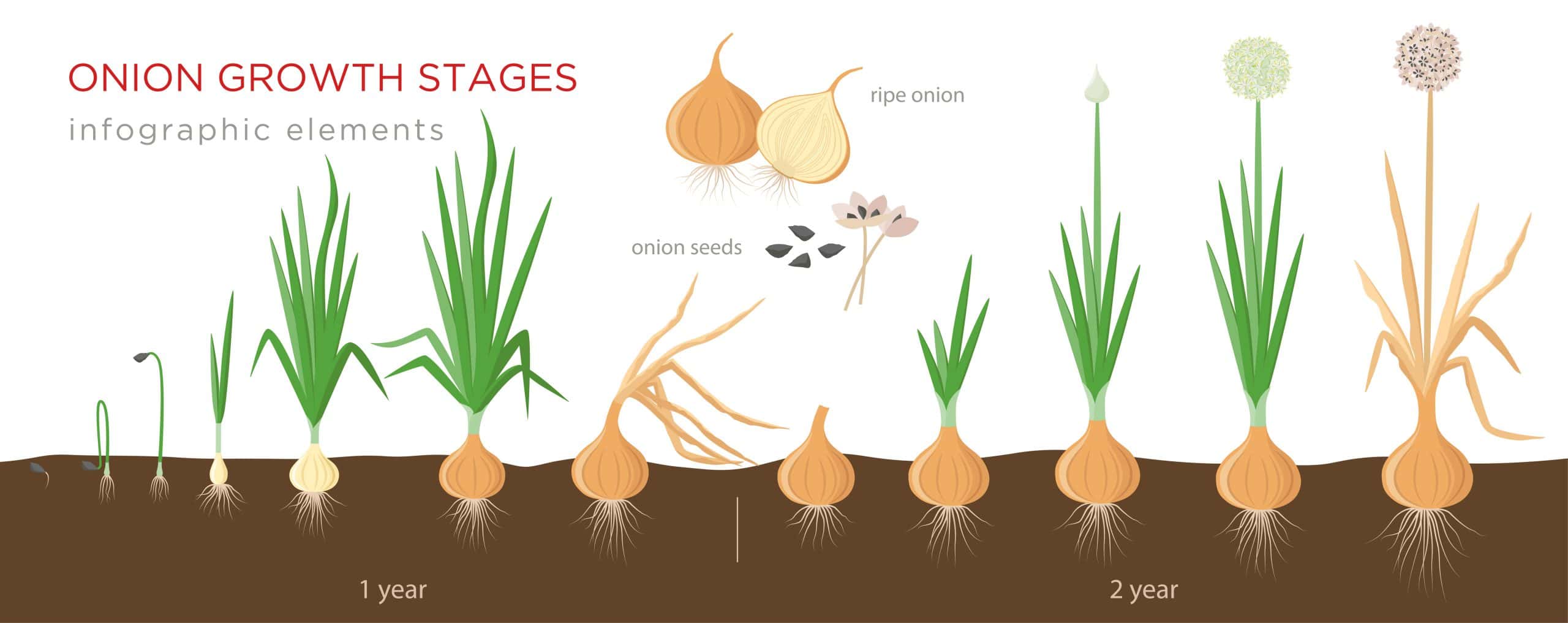 Onion plant growing stages from seeds to ripe onion - two year cycle development of onion - set of botanical detailed infographic elements, vector illustrations isolated on white background.