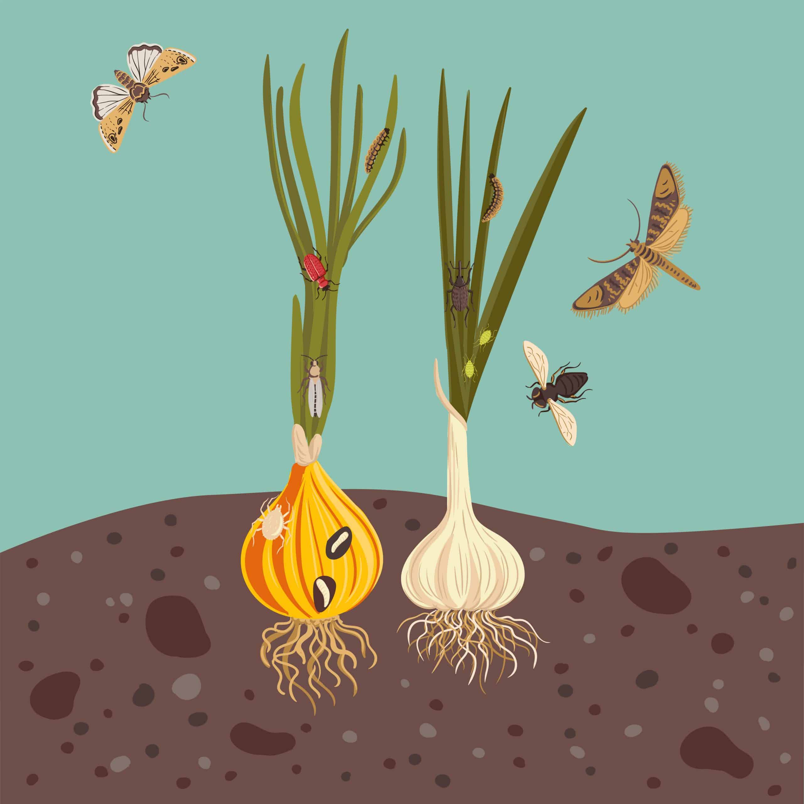 vector drawing onion plant, bulb with green leaves, chives and garlic and pests, vegetables and insects in soil ground, hand drawn illustration