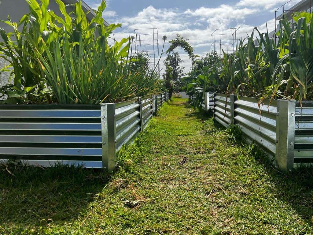 Raised Bed Guide backyard
