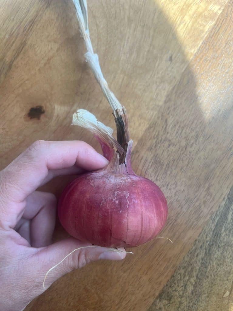 WhatsApp Image 2024-09-30 at 11.15.22 AM