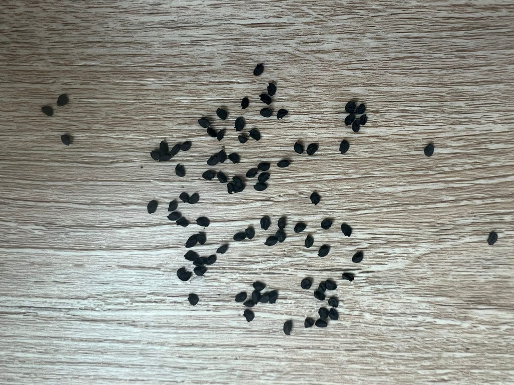 onion seeds