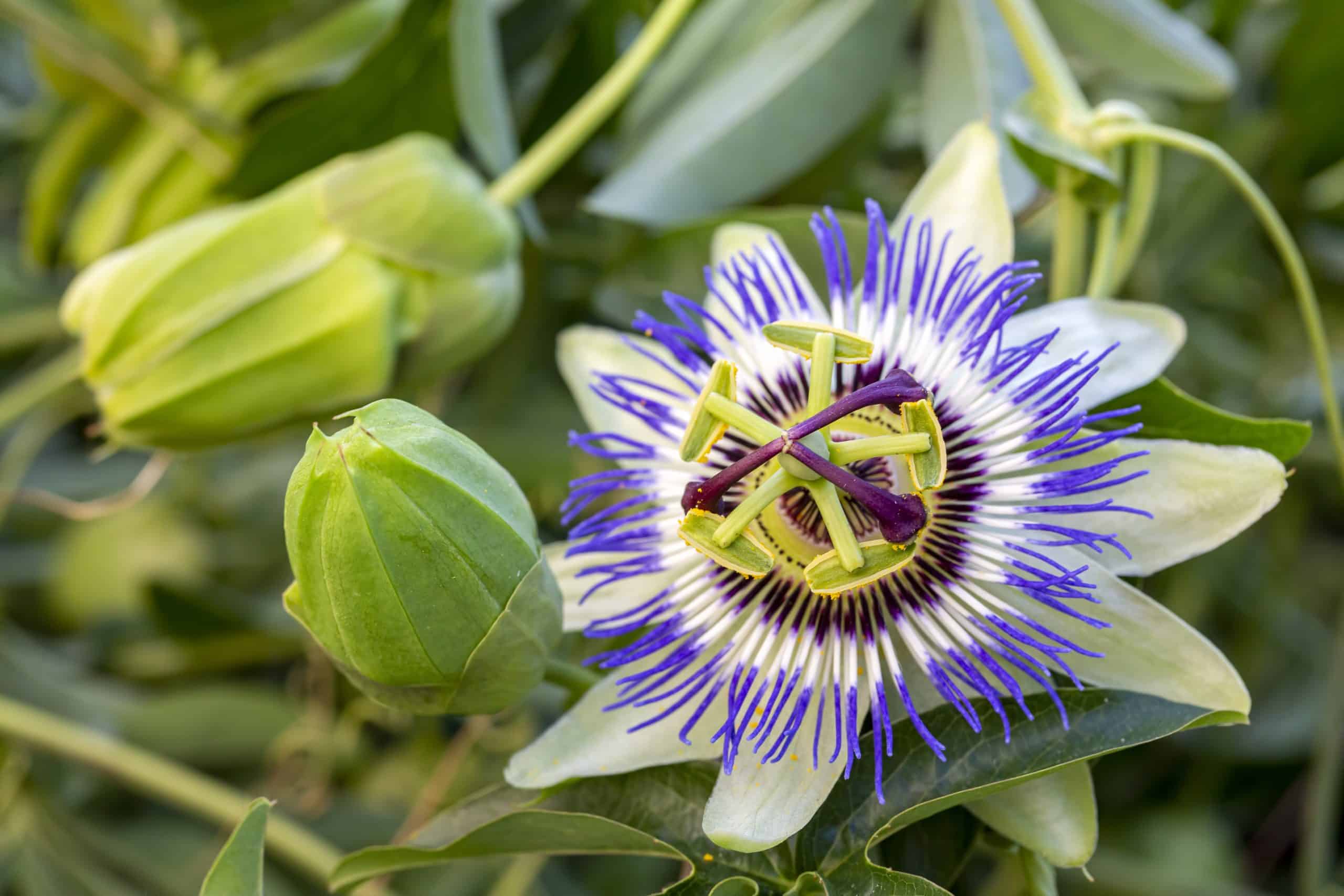 Passiflora incarnata on the white background