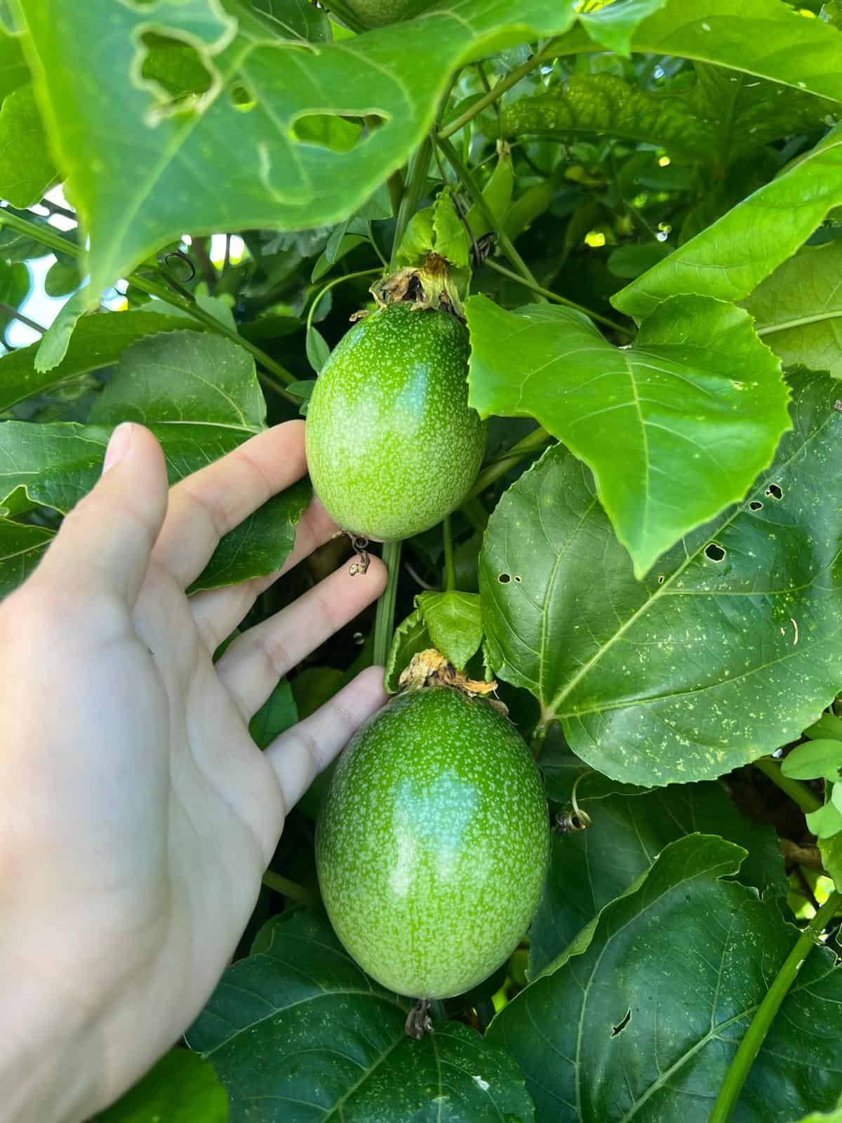 passion-fruit