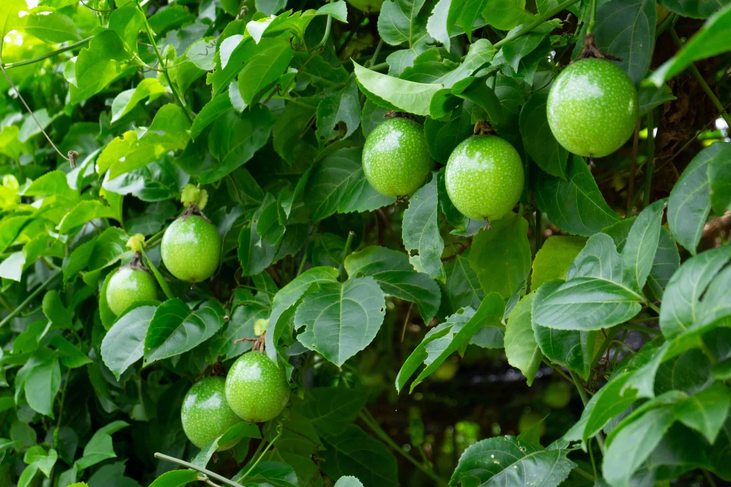 How To Grow Passion Fruits