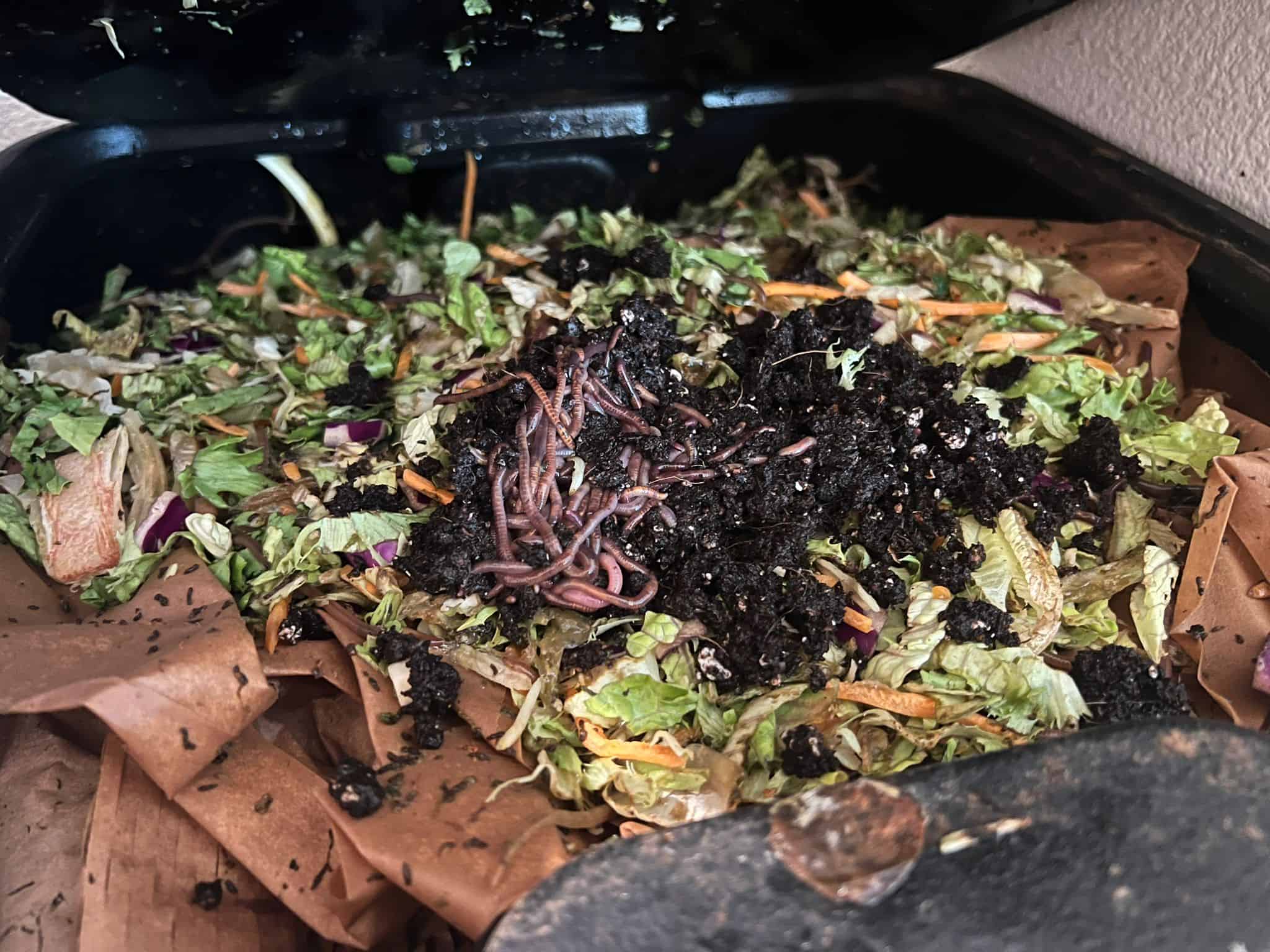 What are worm castings?